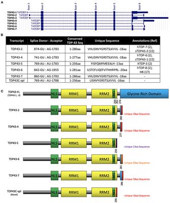 A C-Terminally Truncated TDP-43 Splice Isoform Exhibits Neuronal Specific Cytoplasmic Aggregation and Contributes to TDP-43 Pathology in ALS